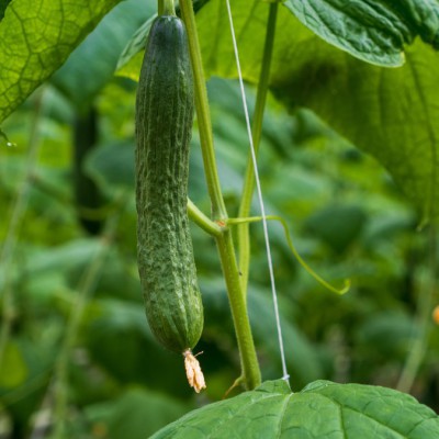 Natuurinclusiviteit in de kas