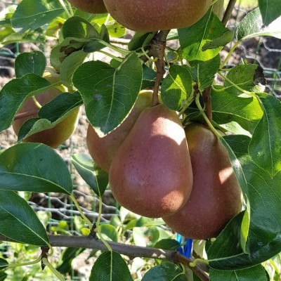 Wat je moet weten over peren