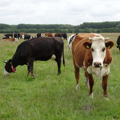 Zo verschilt boerenzuivel van fabriekszuivel