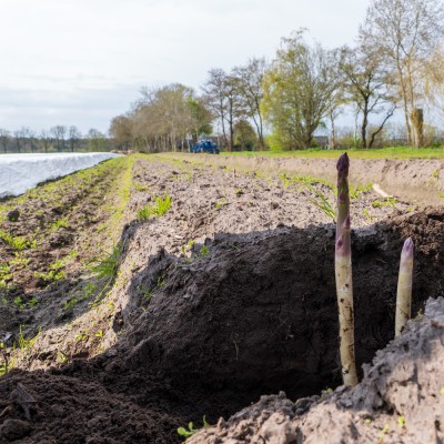 Zo worden biologische asperges geteeld